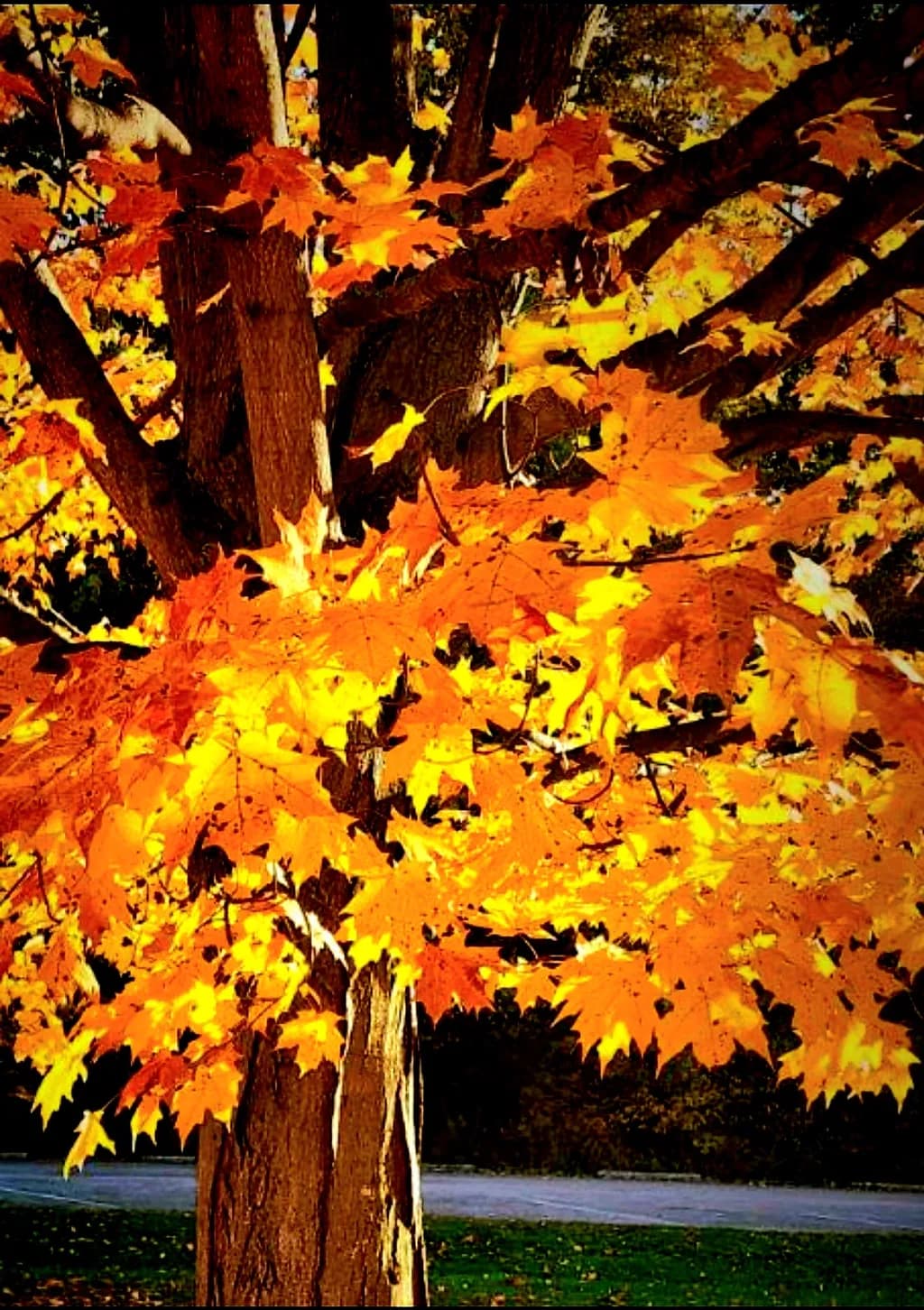 Autumn's Embrace