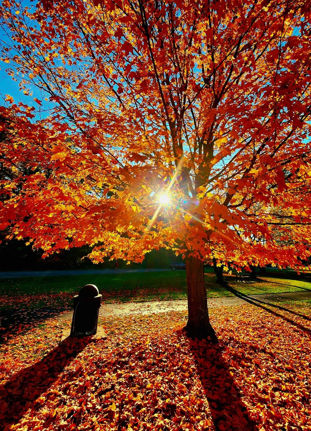 Autumn Blaze