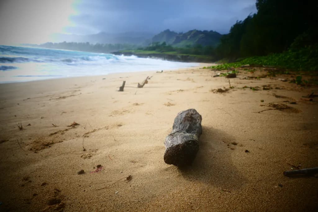 Driftwood Serenity