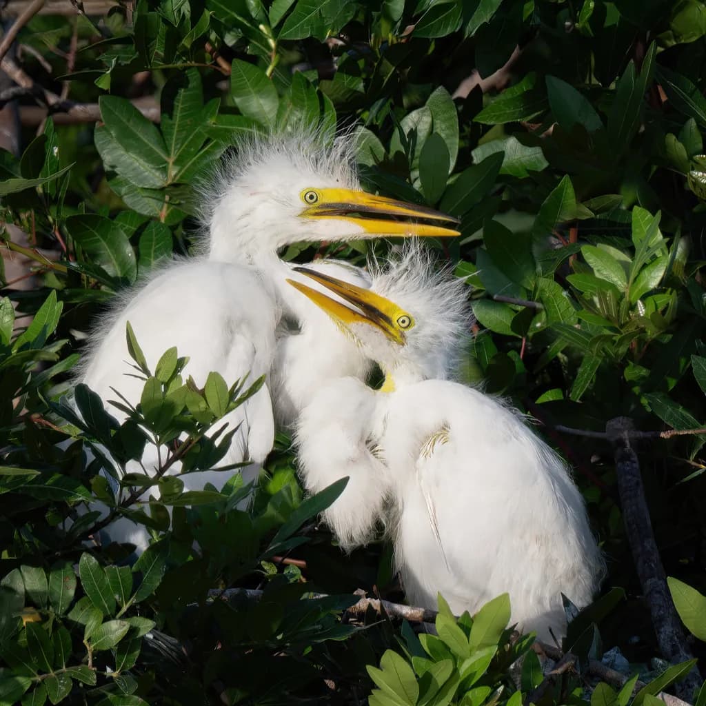 Great Egret Nestlings