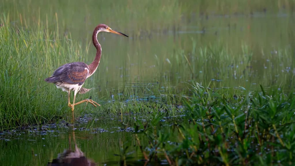 Tri Color Heron in Marsh