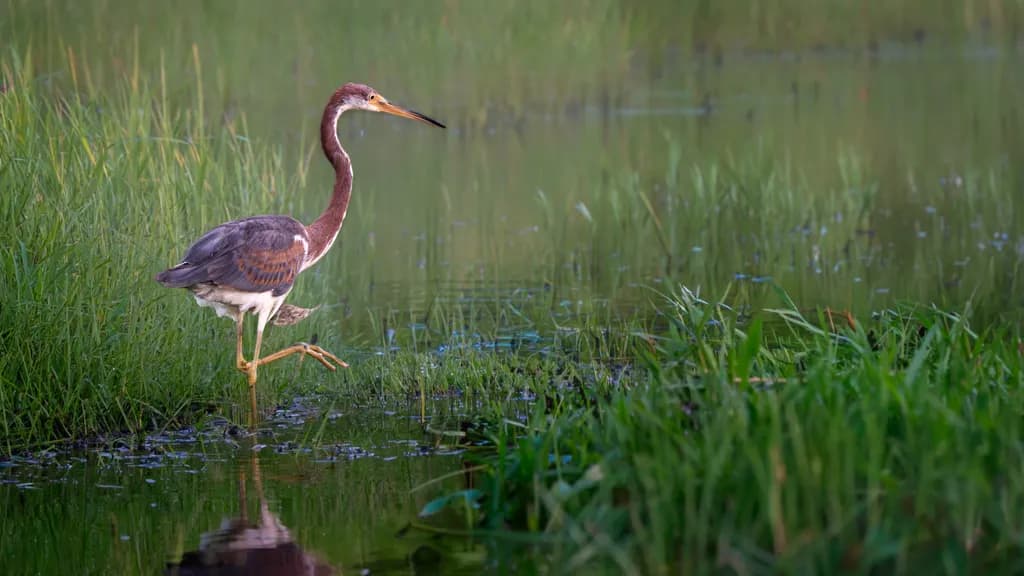 Tri-Color Heron in Marsh