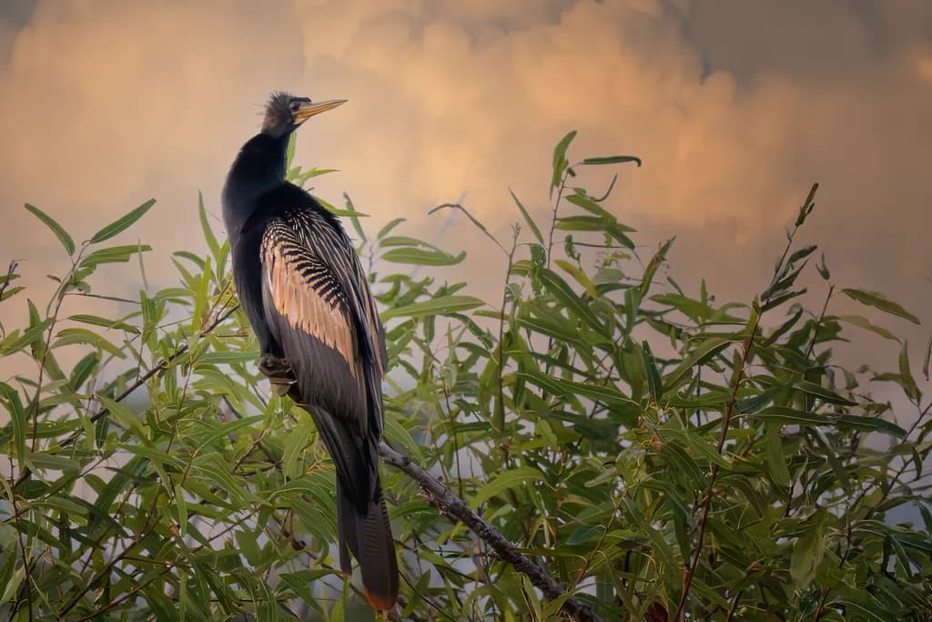 Anhinga Male at Dusk