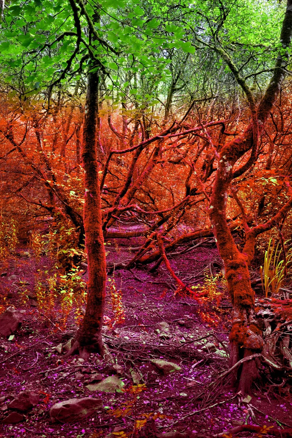 Chromatic Forest Maze