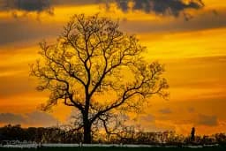 Silhouette Sunset