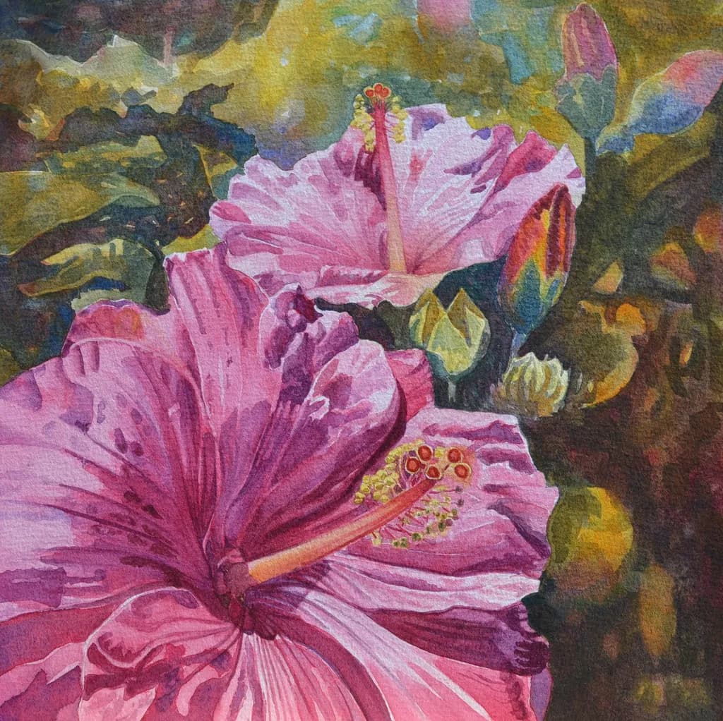 Blushing Hibiscus