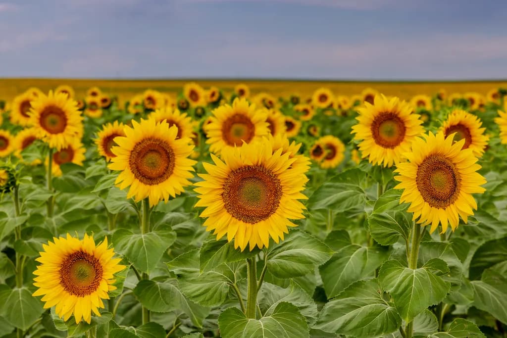 Sunlit Symphony: A Vibrant Field of Sunflowers Dancing in the Breeze