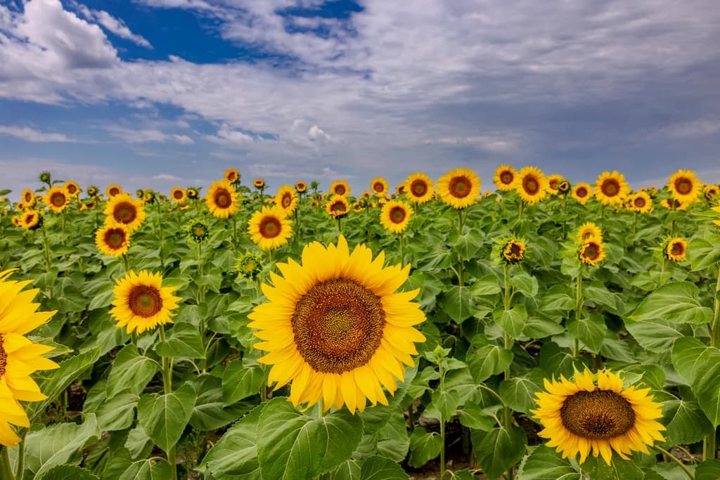Sunlit Symphony: A Field of Sunflowers Dancing Under the Sky