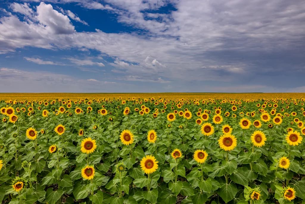 Sunlit Symphony: A Vibrant Field of Sunflowers Under a Dynamic Sky