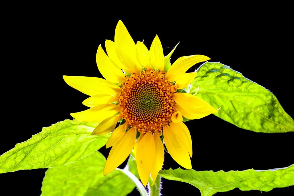 Sunlit Joy: A Radiant Sunflower Embracing Nature's Beauty