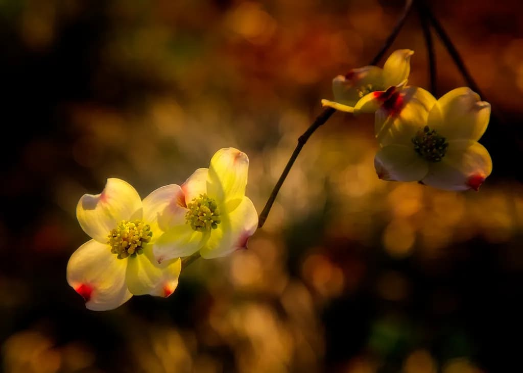 Whispers of Spring: A Dance of Dogwood Blooms in Golden Light