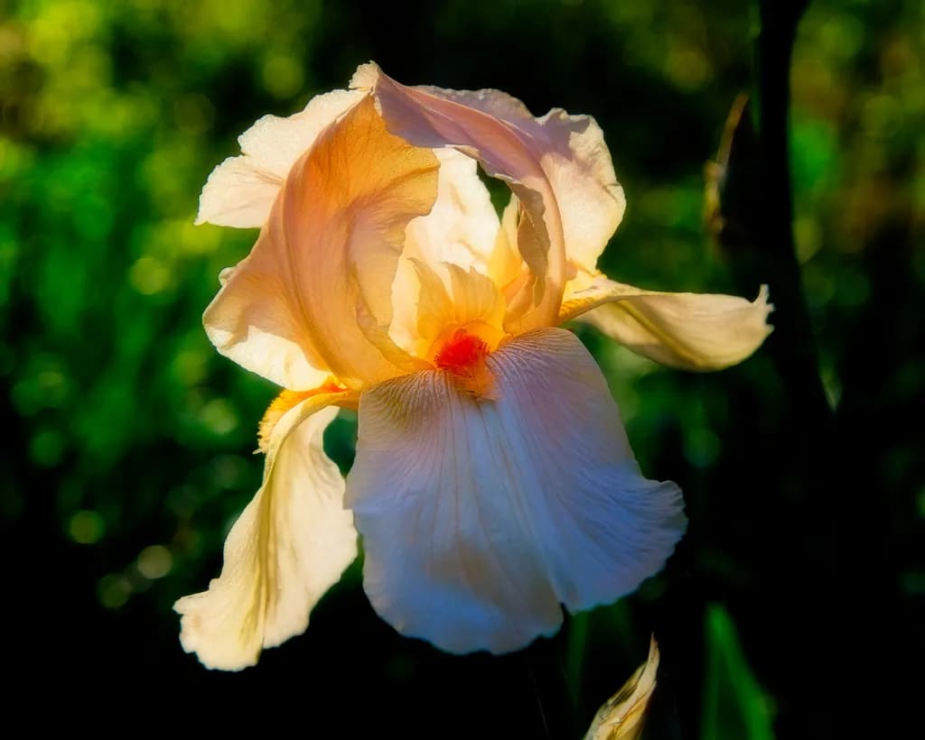 Whispers of Light: The Ethereal Iris in Bloom