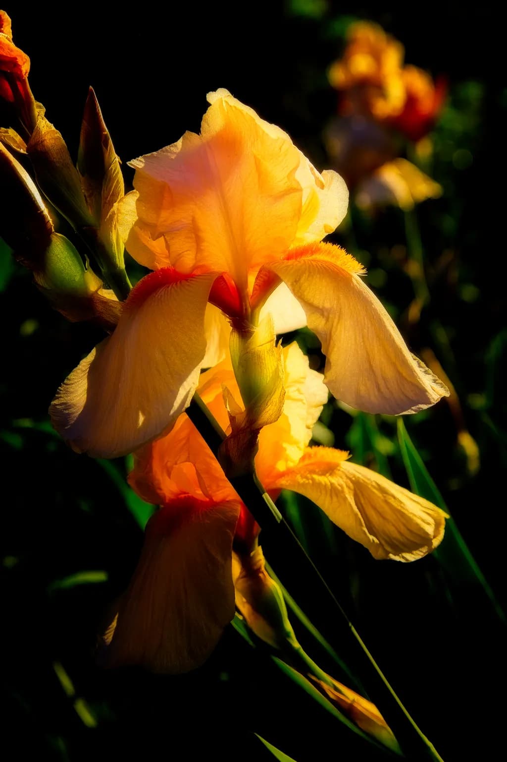 Whispers of Dawn: Illuminated Iris in Nature's Embrace