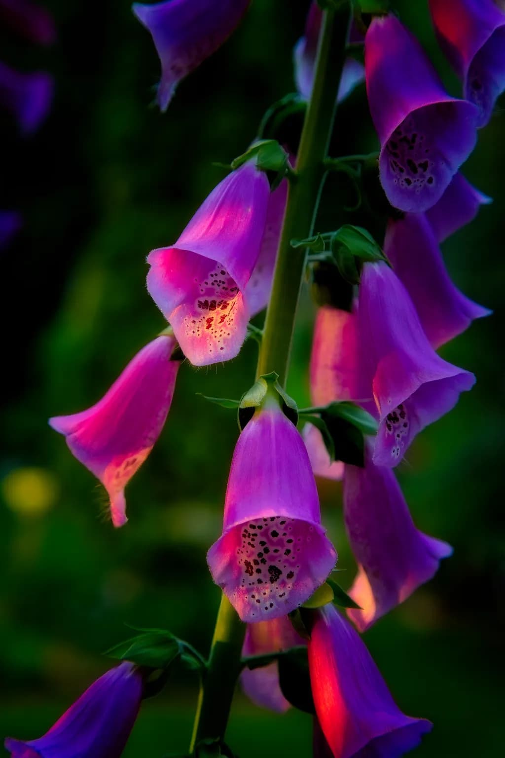 Foxglove Whispers in Twilight