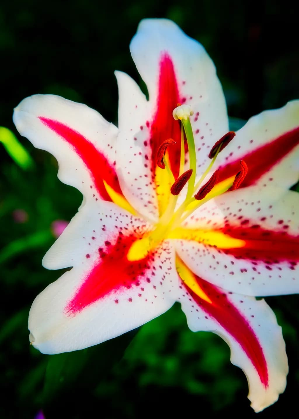 Whispers of Color: The Radiant Lily's Dance in Nature's Embrace