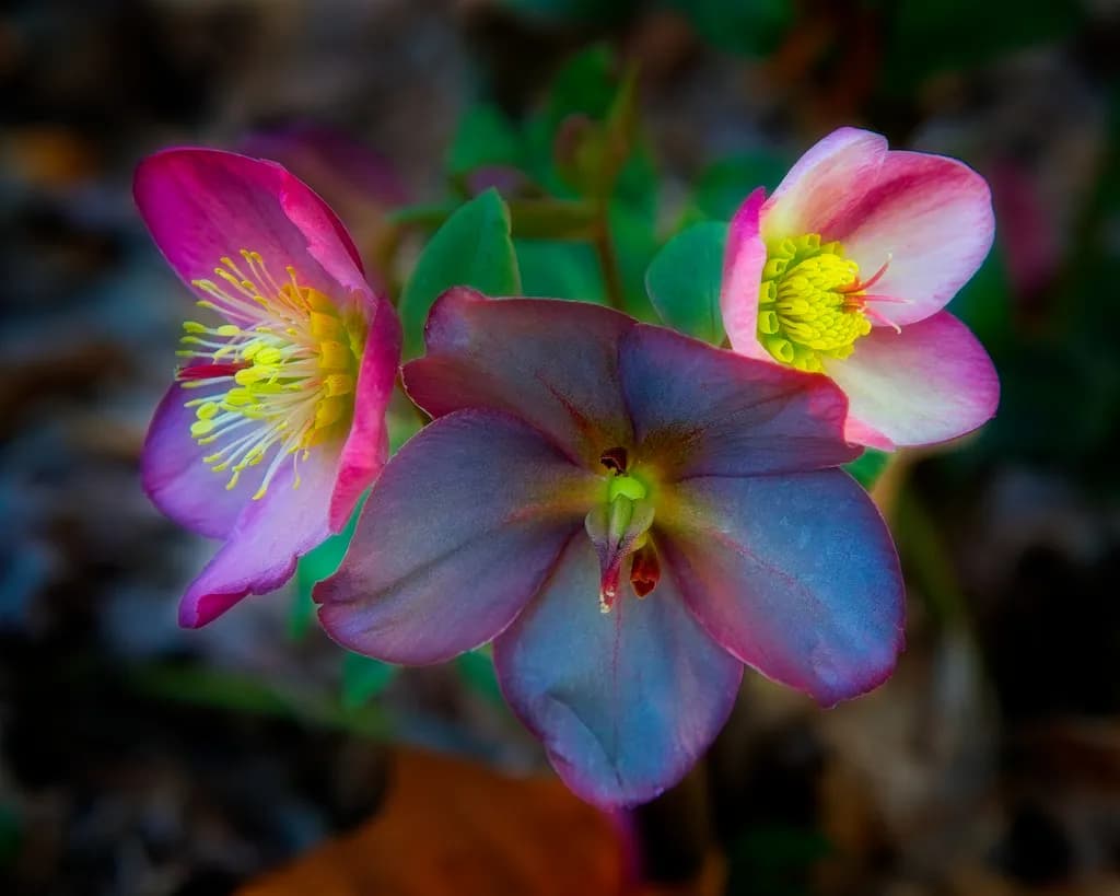 Whispers of Color: A Delicate Dance of Botanical Beauty