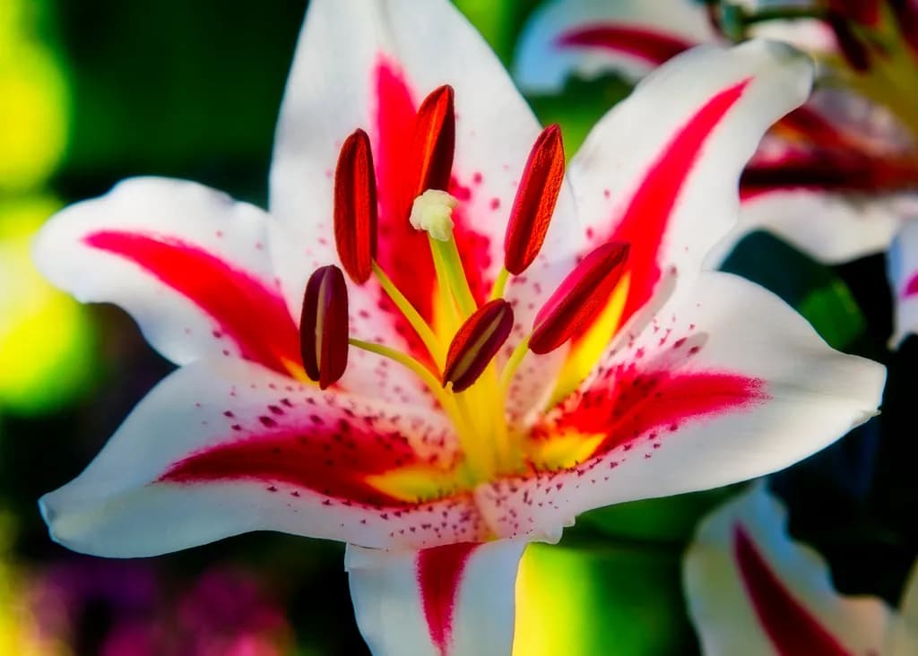 Whispers of Nature: A Vibrant Lily in Bloom