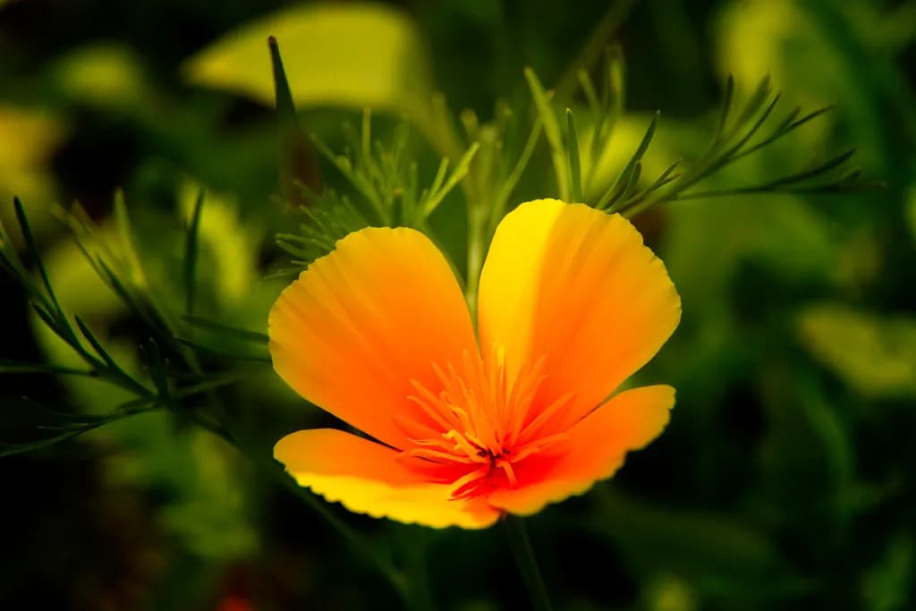 Golden Embrace: A Dance of Light and Nature's Beauty