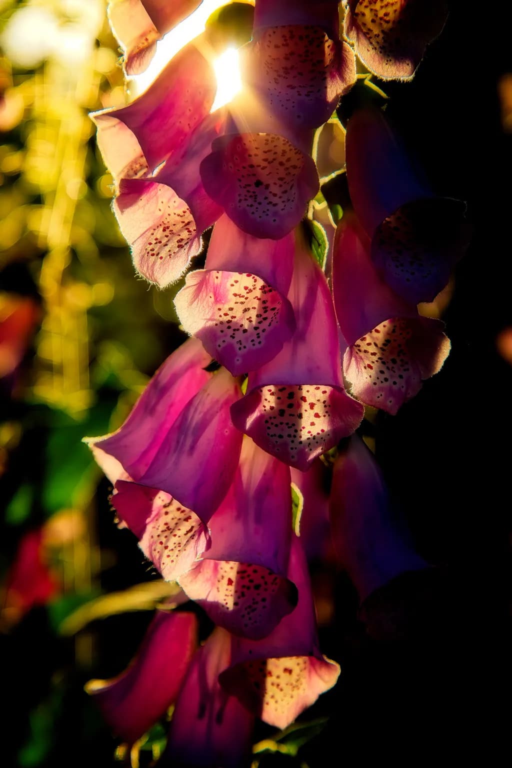 Whispers of Light: A Dance of Foxgloves in the Golden Hour