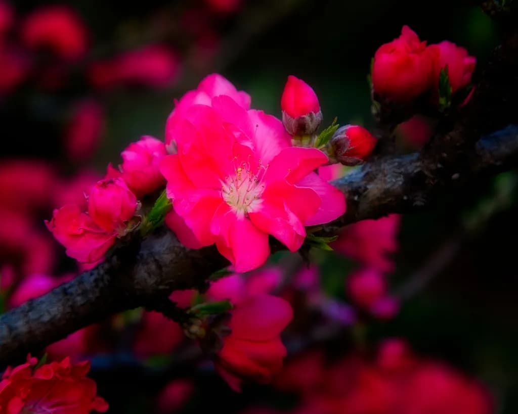 Blossoms of Joy: A Vibrant Embrace of Nature's Beauty in Kelian's Garden