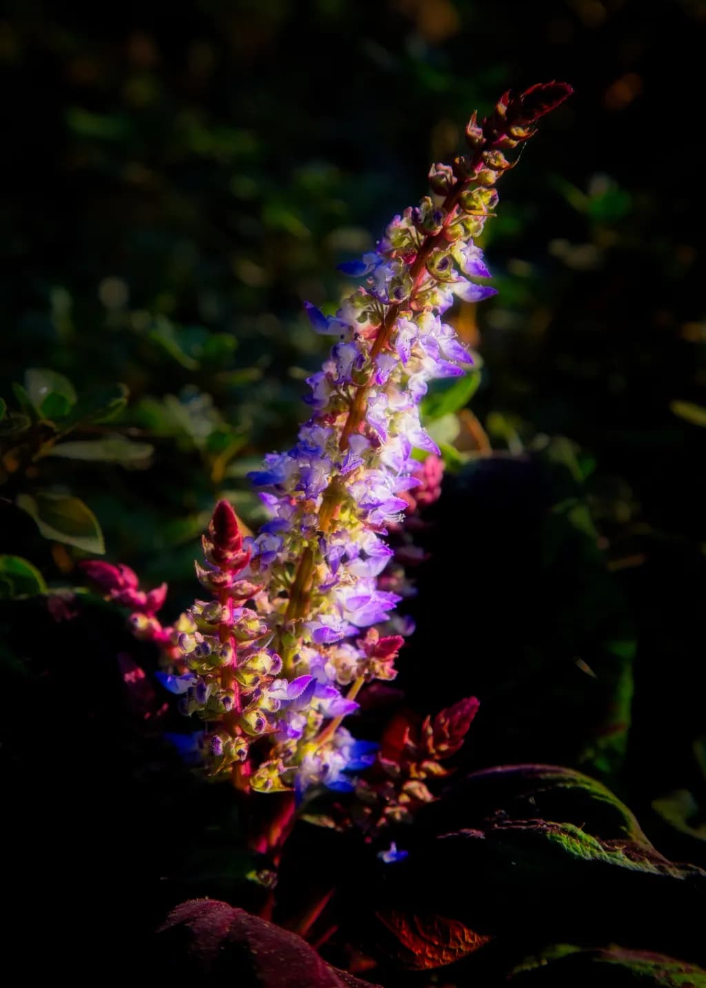 Whispers of Color: A Floral Journey Through Kelian's Garden
