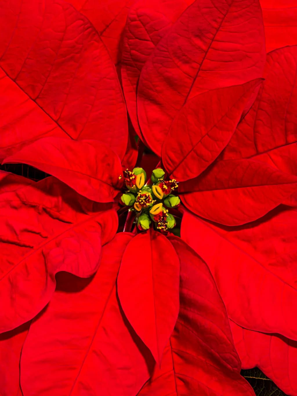 Vibrant Red Leaves: A Close-Up Exploration of Nature's Floral Beauty