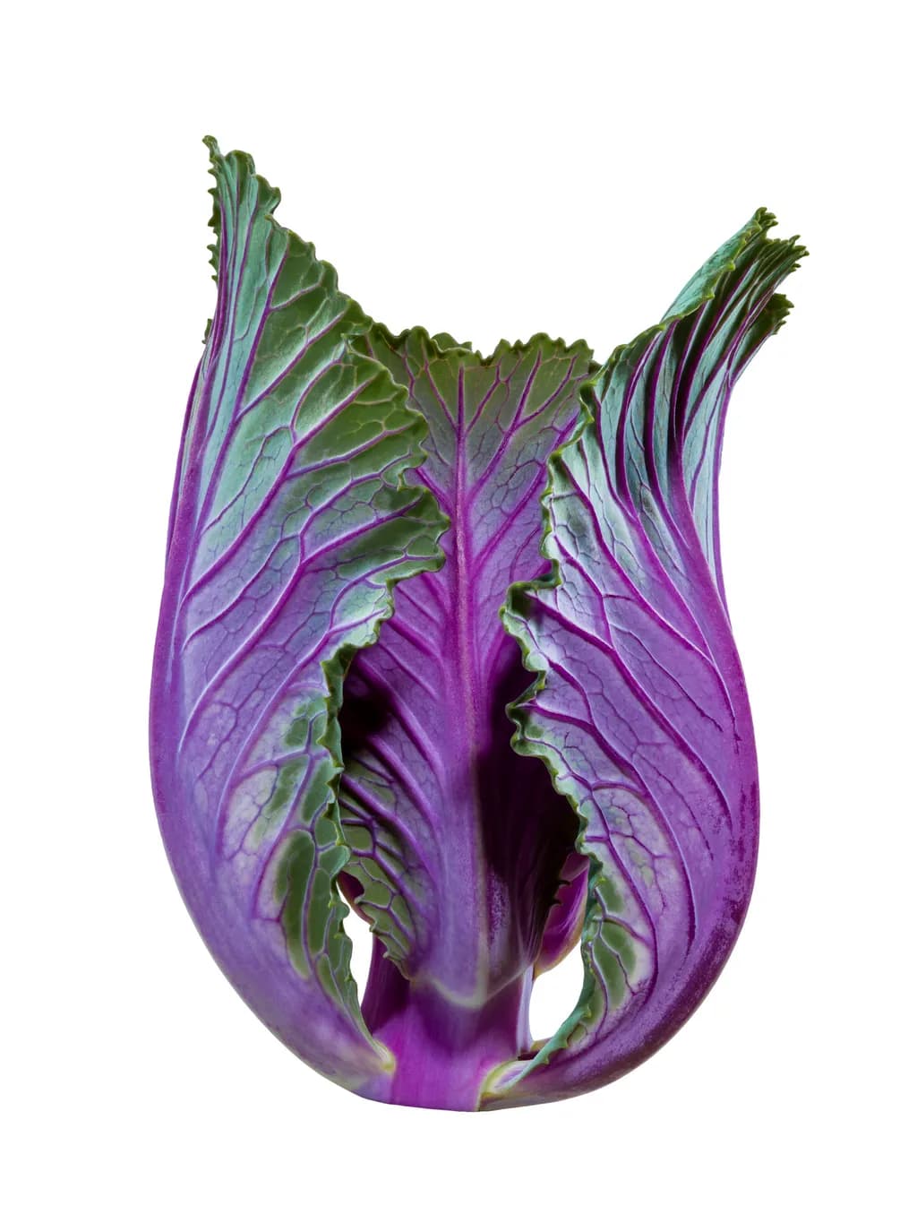 Vibrant Elegance: The Artistry of Purple Cabbage Unveiled
