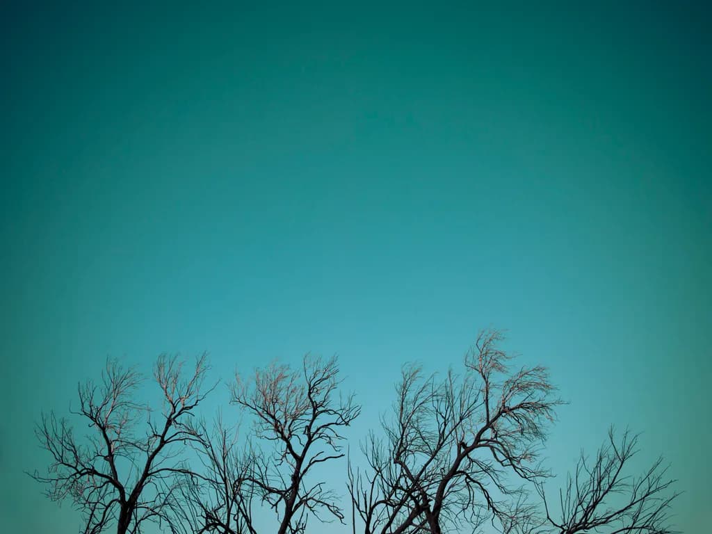 Whispers of Winter: Silhouetted Trees Against a Tranquil Sky