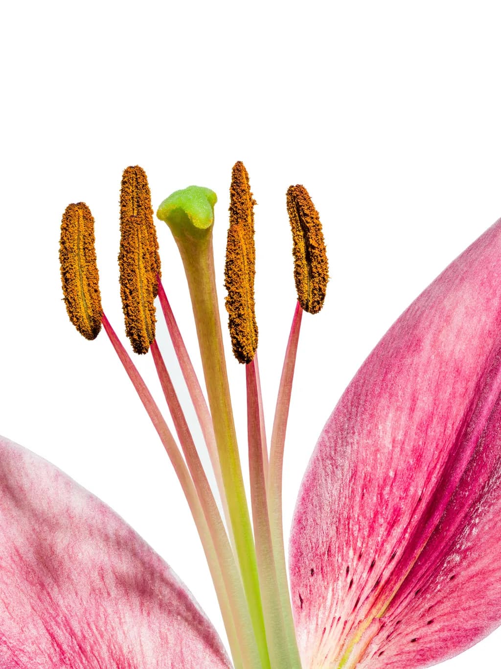Whispers of Spring: The Delicate Elegance of a Lily's Heart