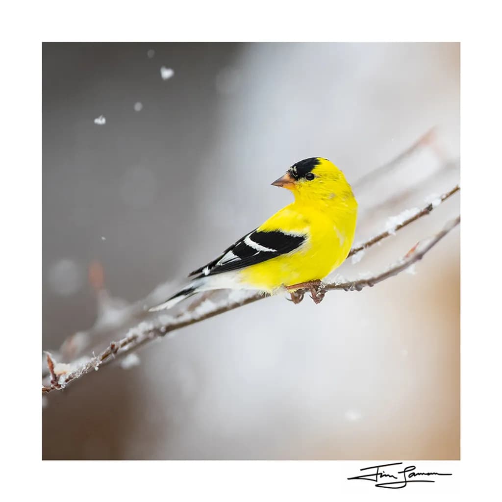 Yellow Bird on Branch