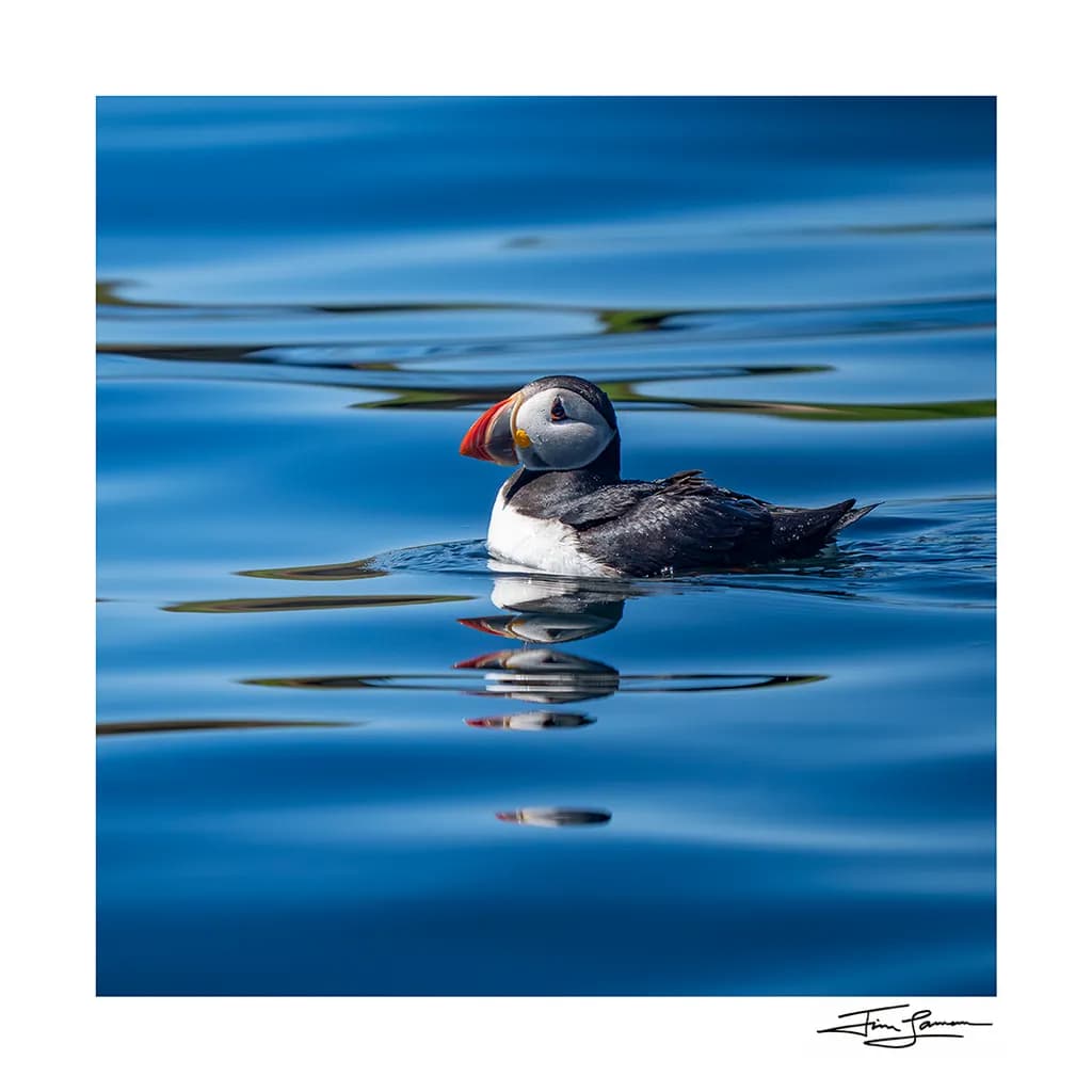 Puffin on Blue Water