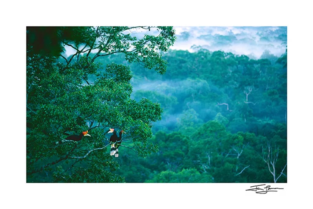 Rhinoceros Hornbills in Canopy