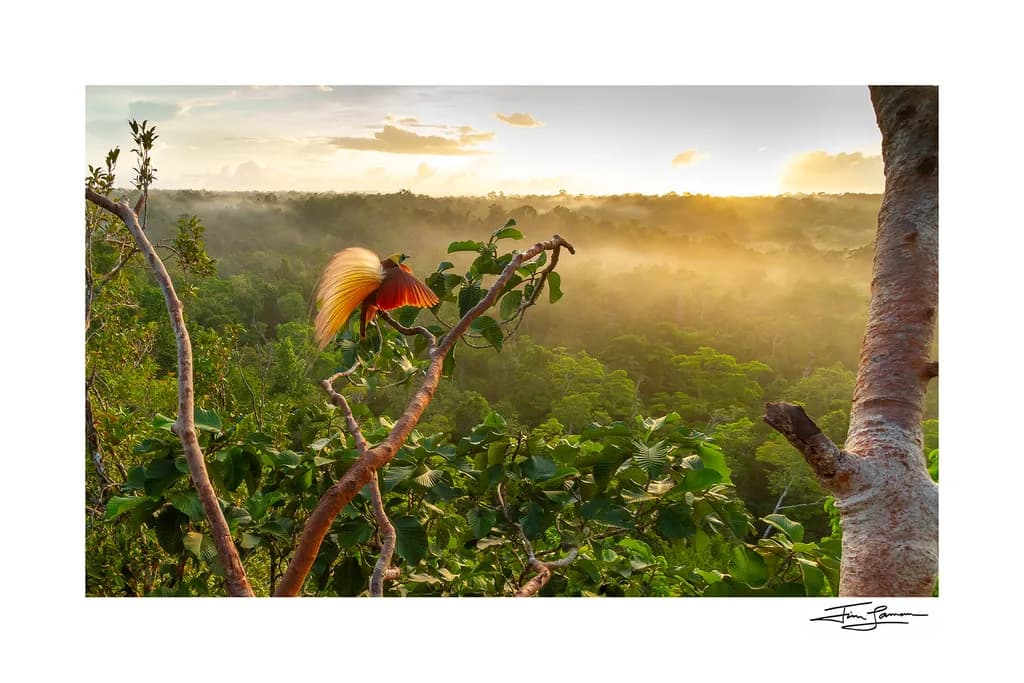 Bird of Paradise in Forest Light