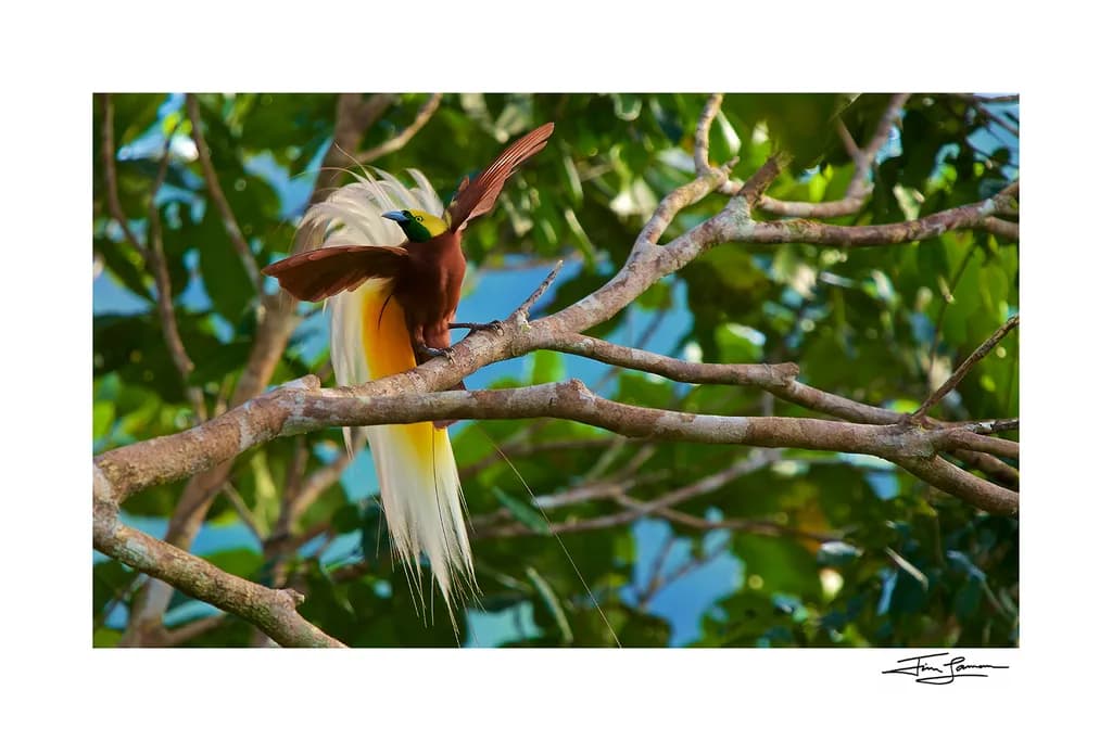 Bird of Paradise Display