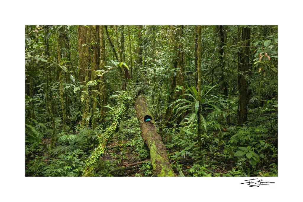 Tropical Rainforest Path