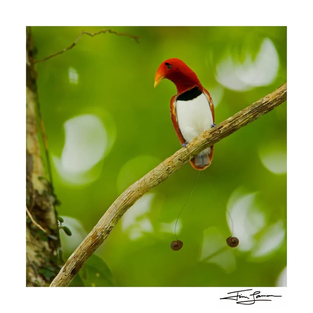 Bird of Paradise