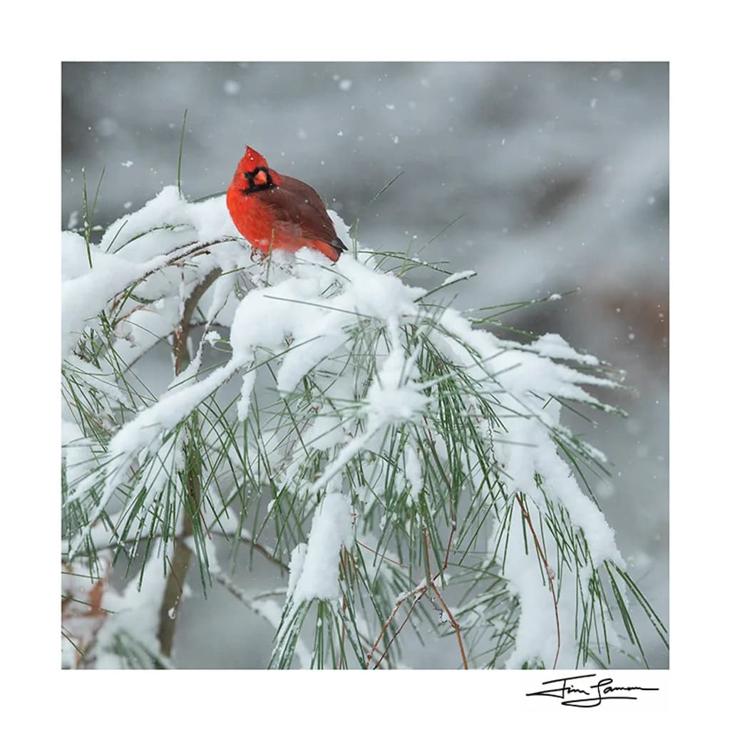 Cardinal in Snow