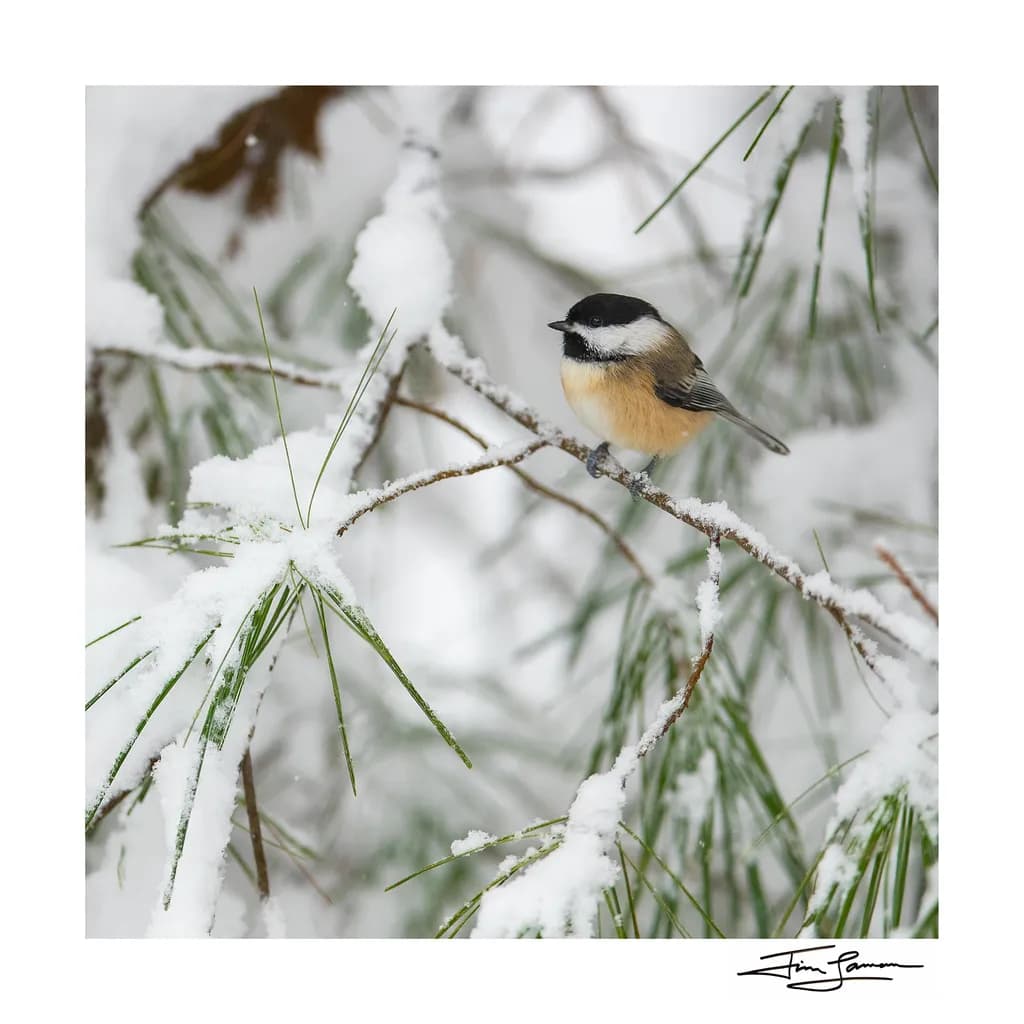 Snowy Pine Chickadee