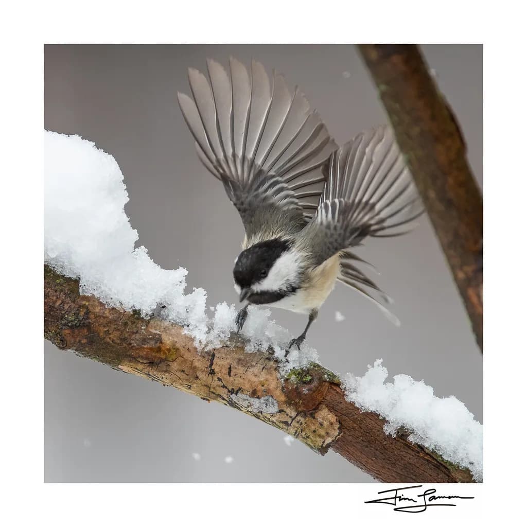 Winter Bird on Branch