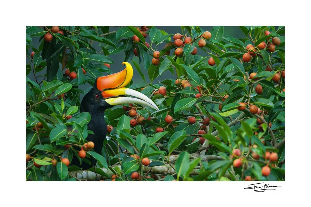 Hornbill Among Branches