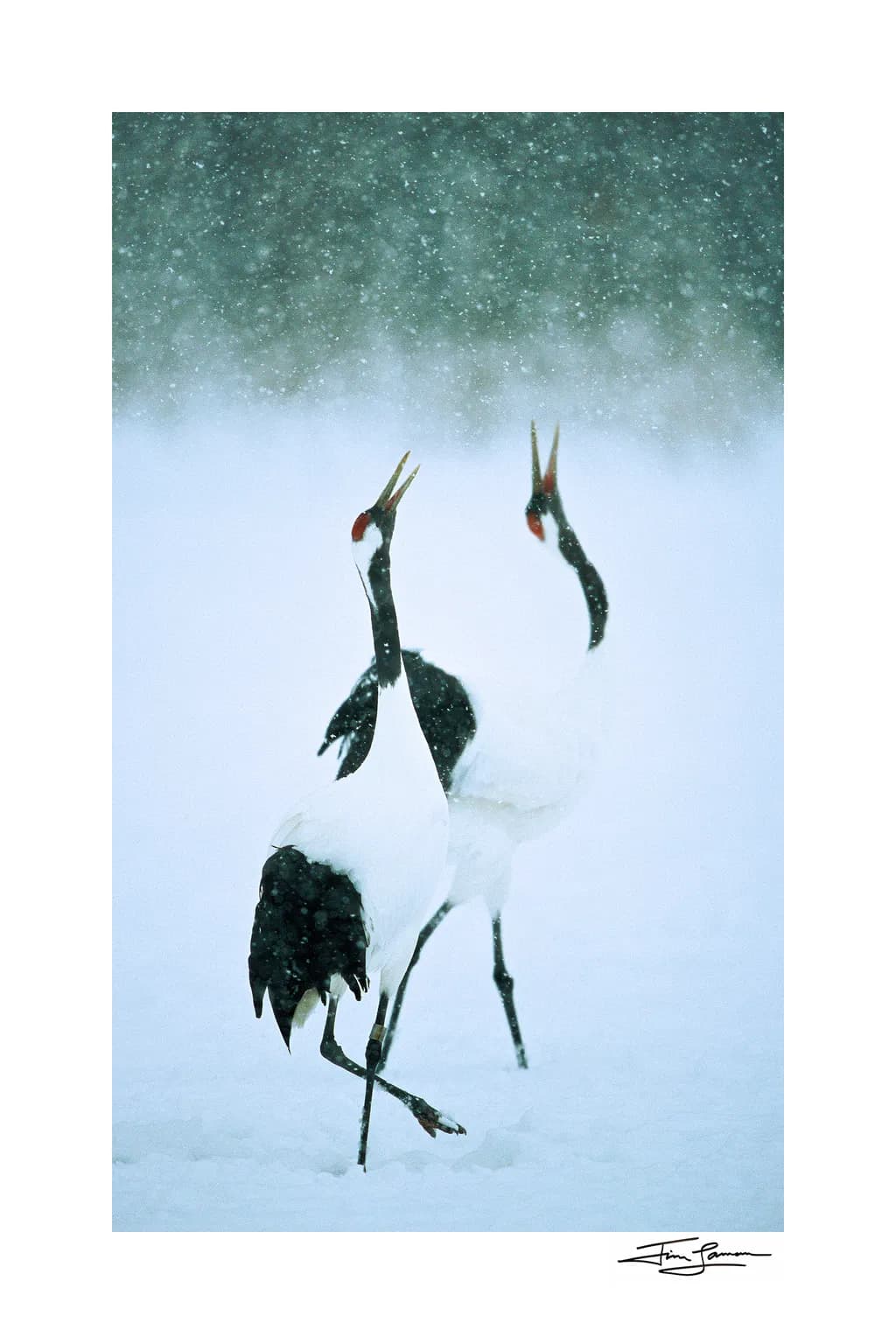 Snowfall Cranes