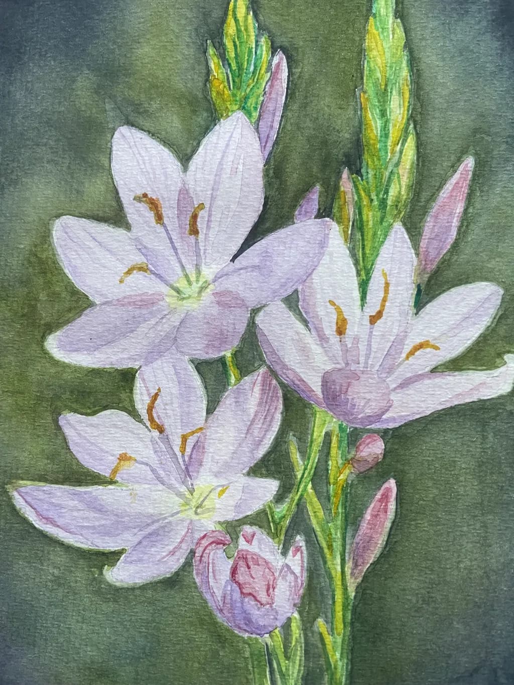 Delicate Blooms