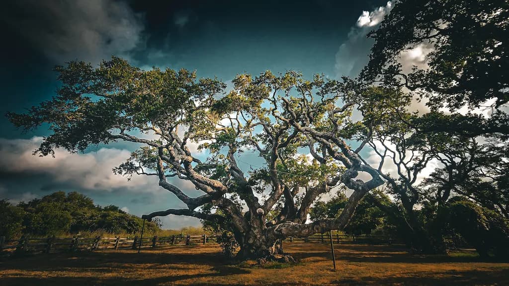 Whispers of Resilience: The Tree That Stands Through Storms