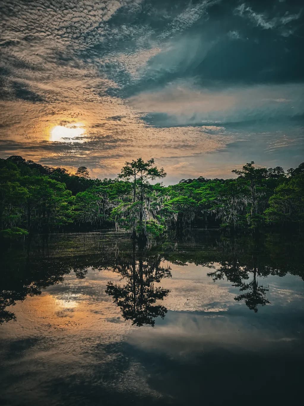 Reflections of Resilience: A Journey Through Nature's Embrace