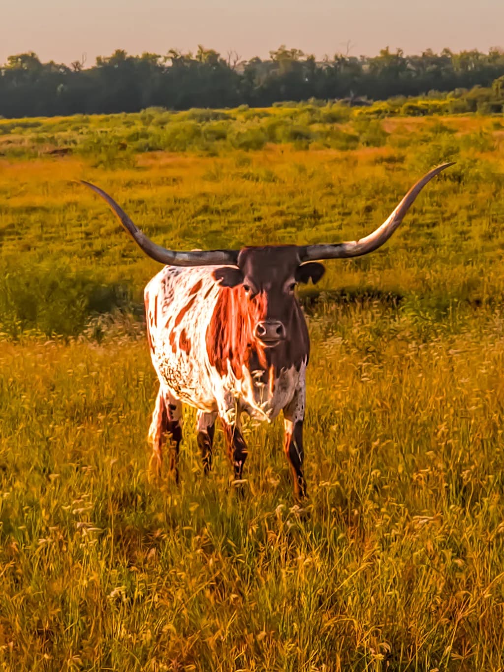 Whispers of the Past: A Longhorn's Journey Through Golden Fields