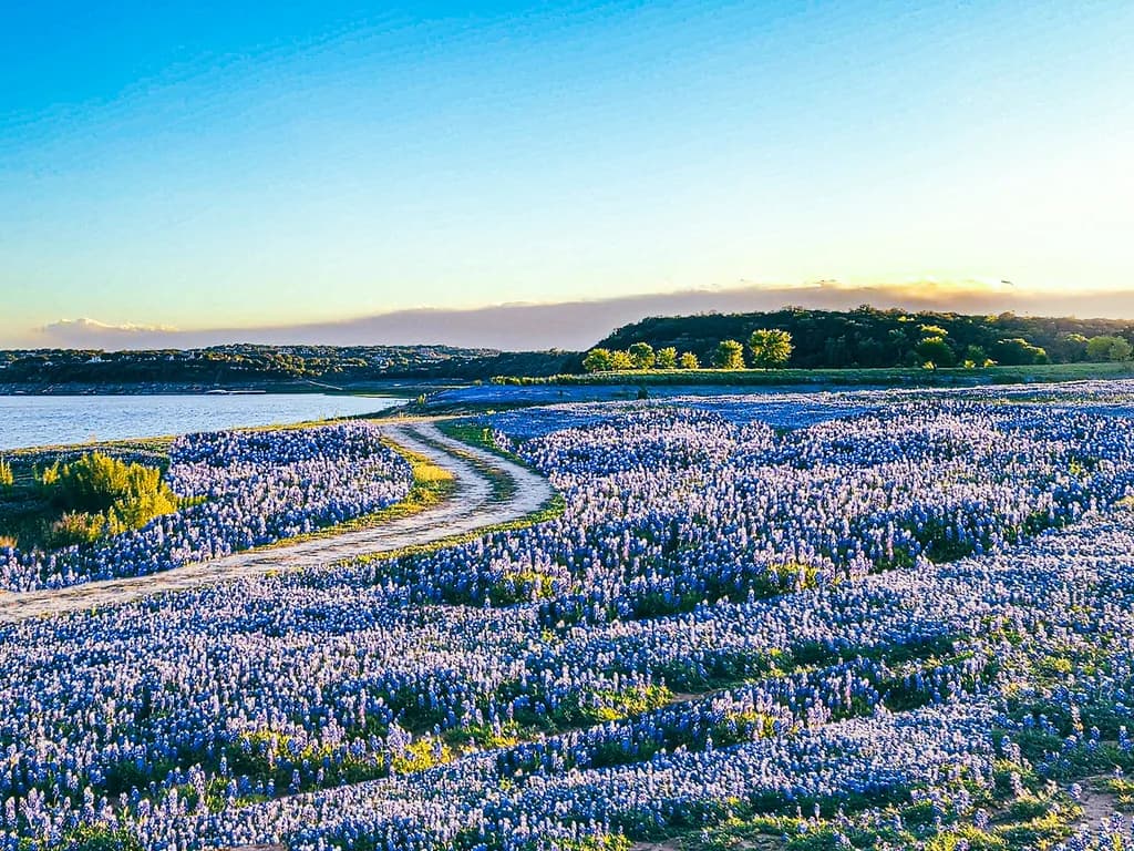 Whispers of Blue: A Journey Through Fields of Hope and Reflection
