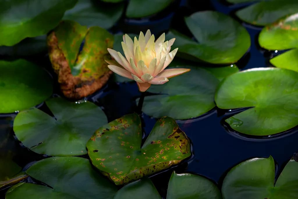 Serenity in Bloom: A Water Lily's Embrace Amidst Nature's Green Canvas