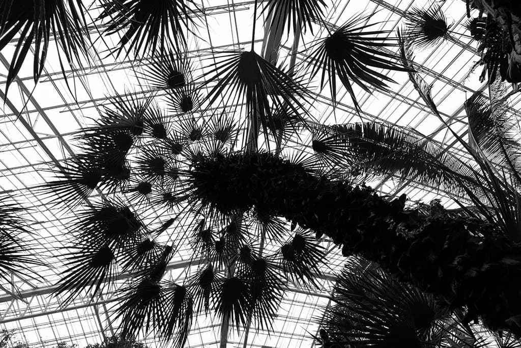 Whispers of Nature: A Monochrome Dance of Palms Beneath Glass Canopy