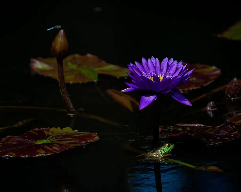 Serenity in Bloom: A Purple Lotus Amidst Tranquil Waters and Nature's Embrace