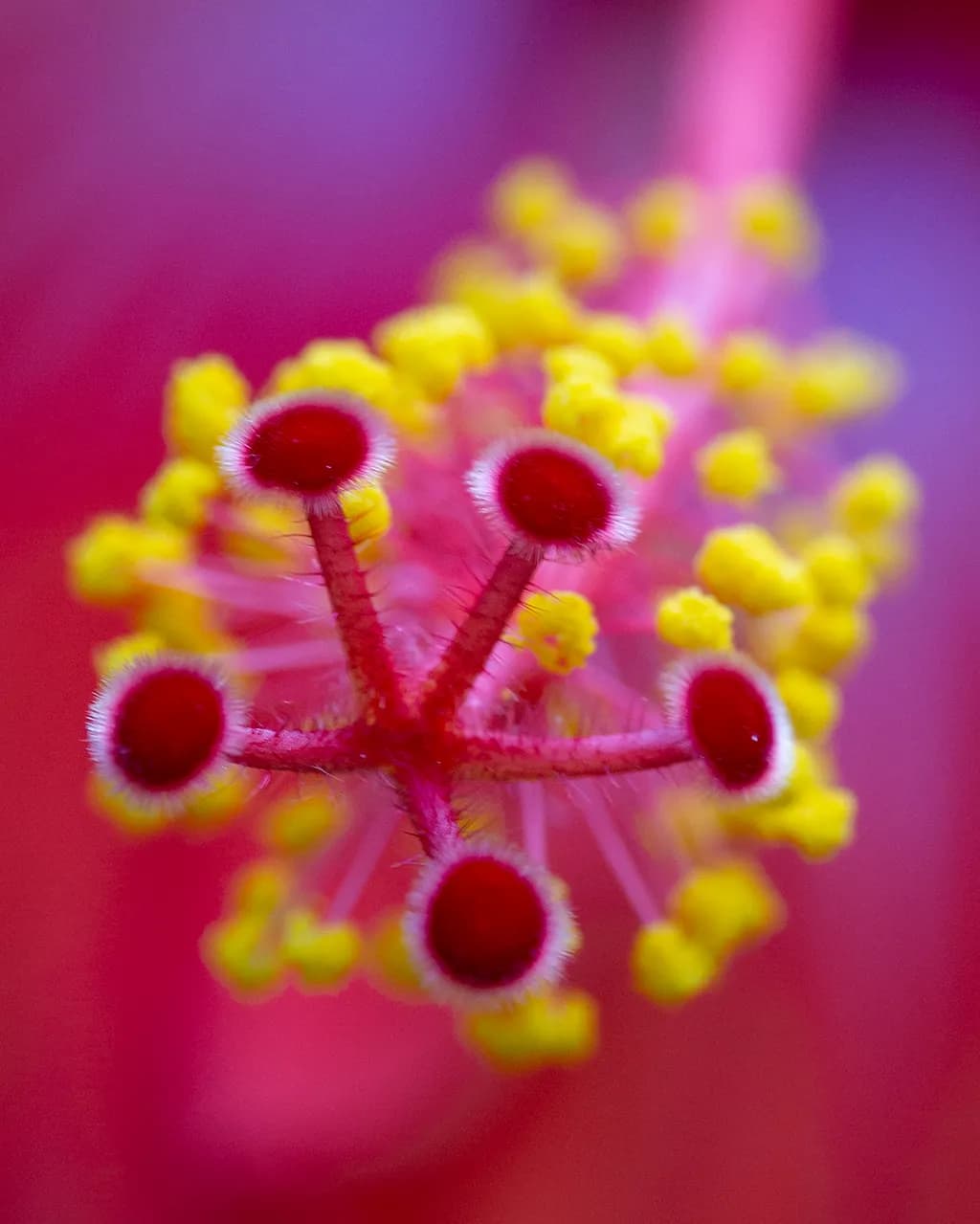 Vibrant Harmony: A Close-Up of Nature's Colorful Bloom